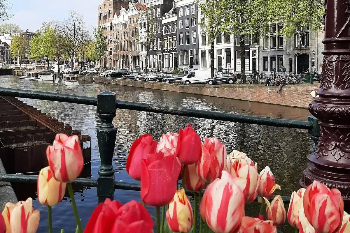 Red and pink tulips by a canal railing in Amsterdam in spring, with old canal houses across the water.