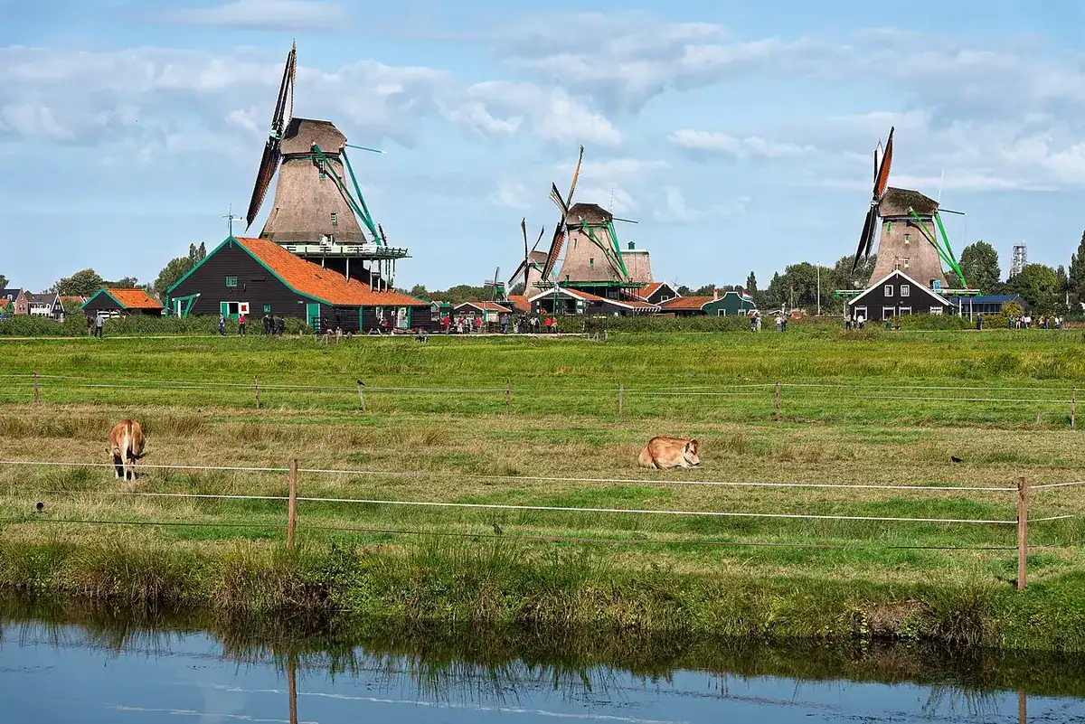 Historic windmills lined up under a blue sky at Zaanse Schans.