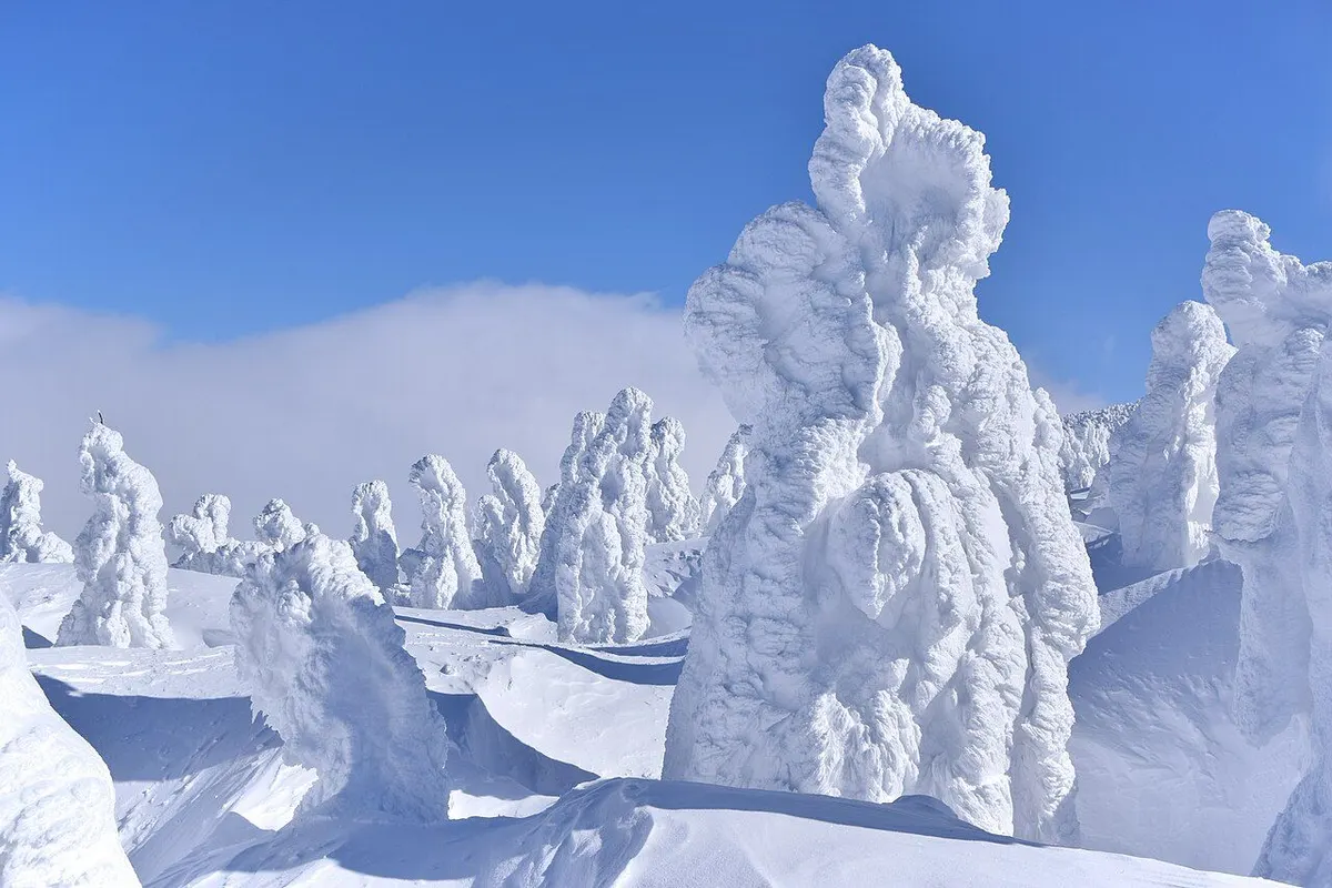 Trees thickly coated in snow and ice under a blue sky on the Hakkoda mountains in winter.