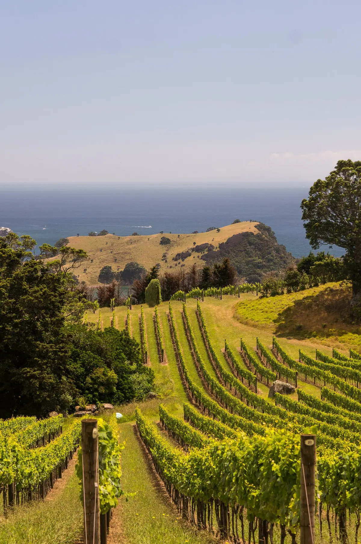 Vineyard rows on Waiheke Island with Hooks Bay in the background