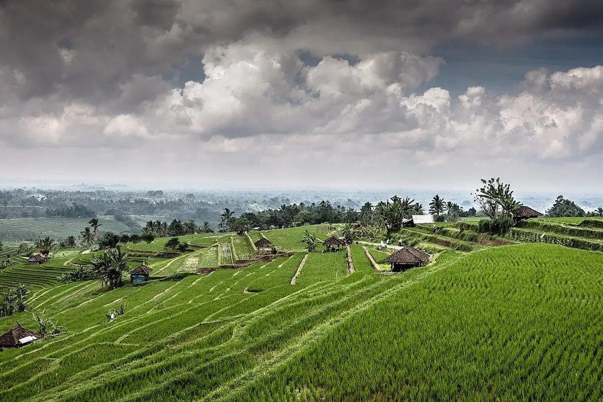 Green terraced rice fields and small field huts under a cloudy sky.