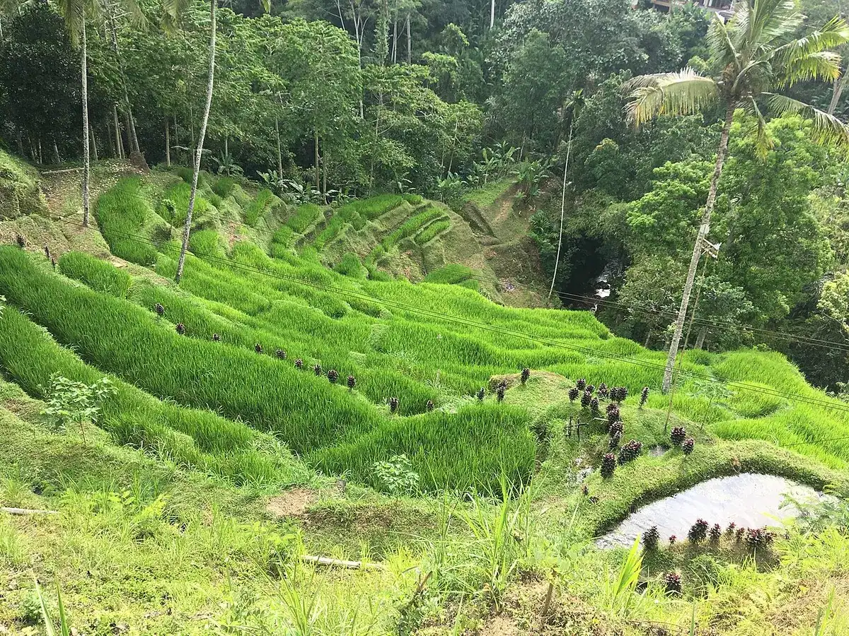 Rice terraces in Tegallalang