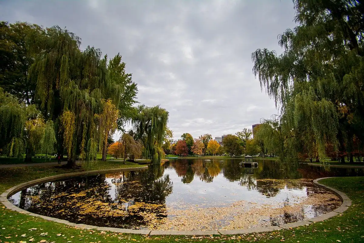 Autumn at the Boston Public Garden, with fallen leaves on a pond framed by willows and colorful trees.