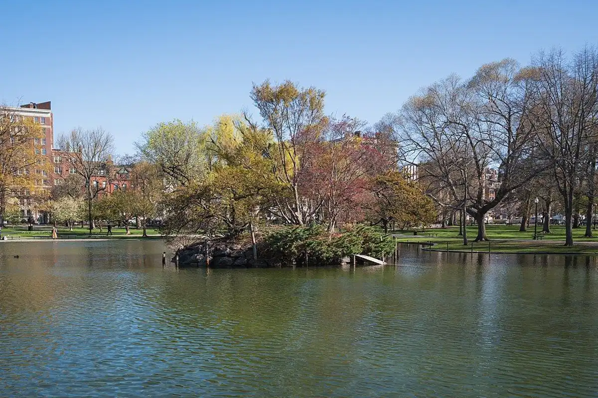 The small planted island in the Public Garden Lagoon on a spring morning, with fresh leaves and the brick buildings of Beacon Street behind.