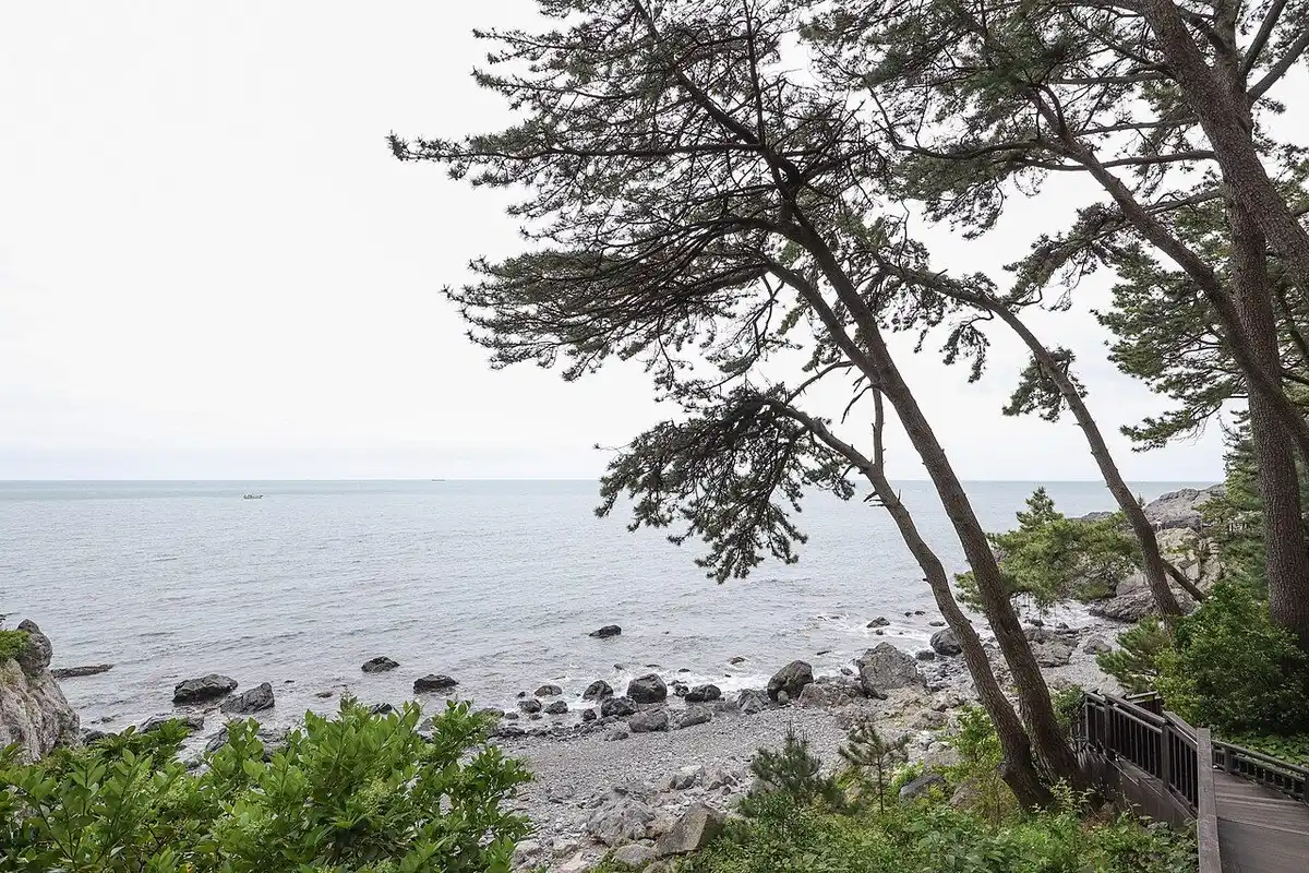 Leaning pines above the rocky shore of Dongbaekseom, looking out to the open sea.