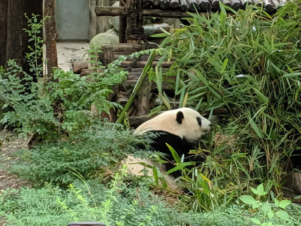 A giant panda in its enclosure at the Chengdu panda base