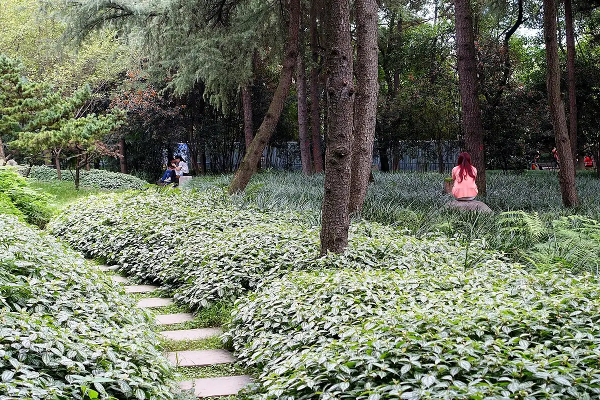A stepping-stone path through green ground cover under the trees in People's Park.