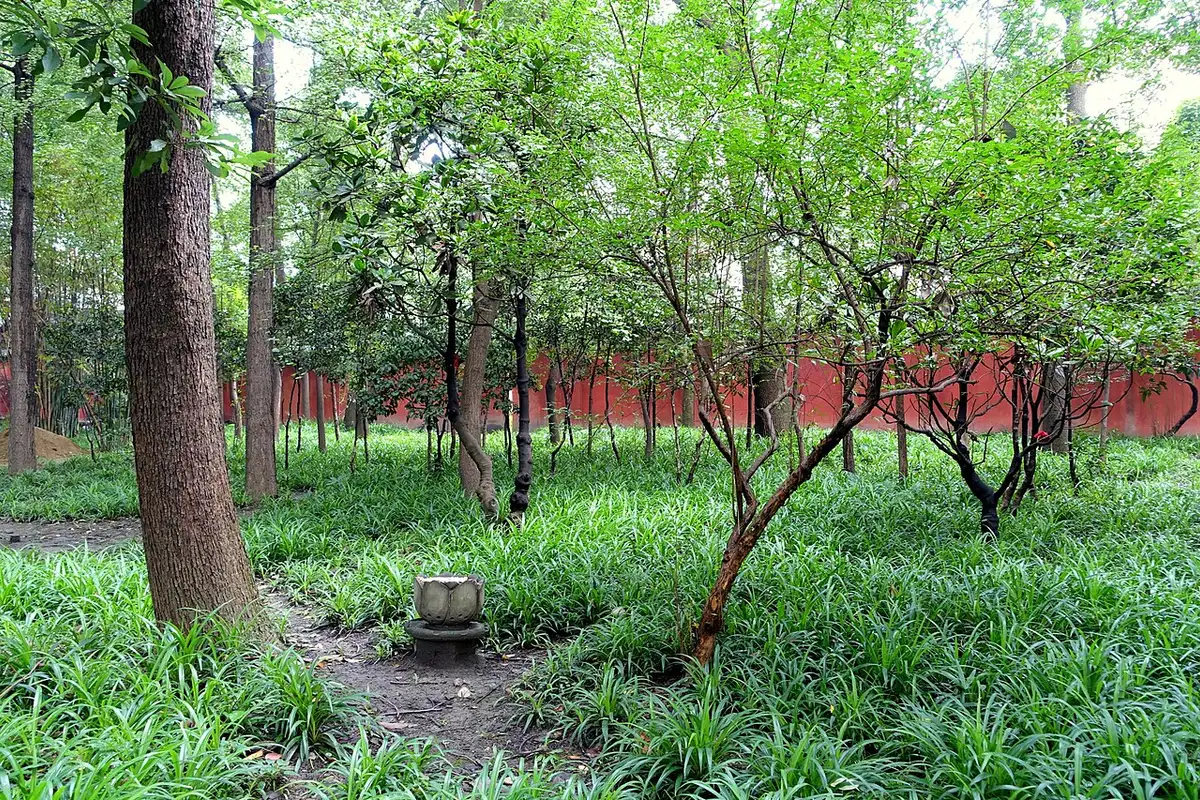 Trees and lush ground cover in front of a red wall in the Wenshu Monastery garden.
