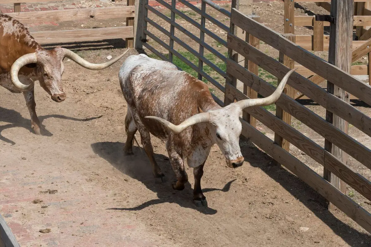 Longhorn steers with long curved horns returning to their wooden pens at the Fort Worth Stockyards.