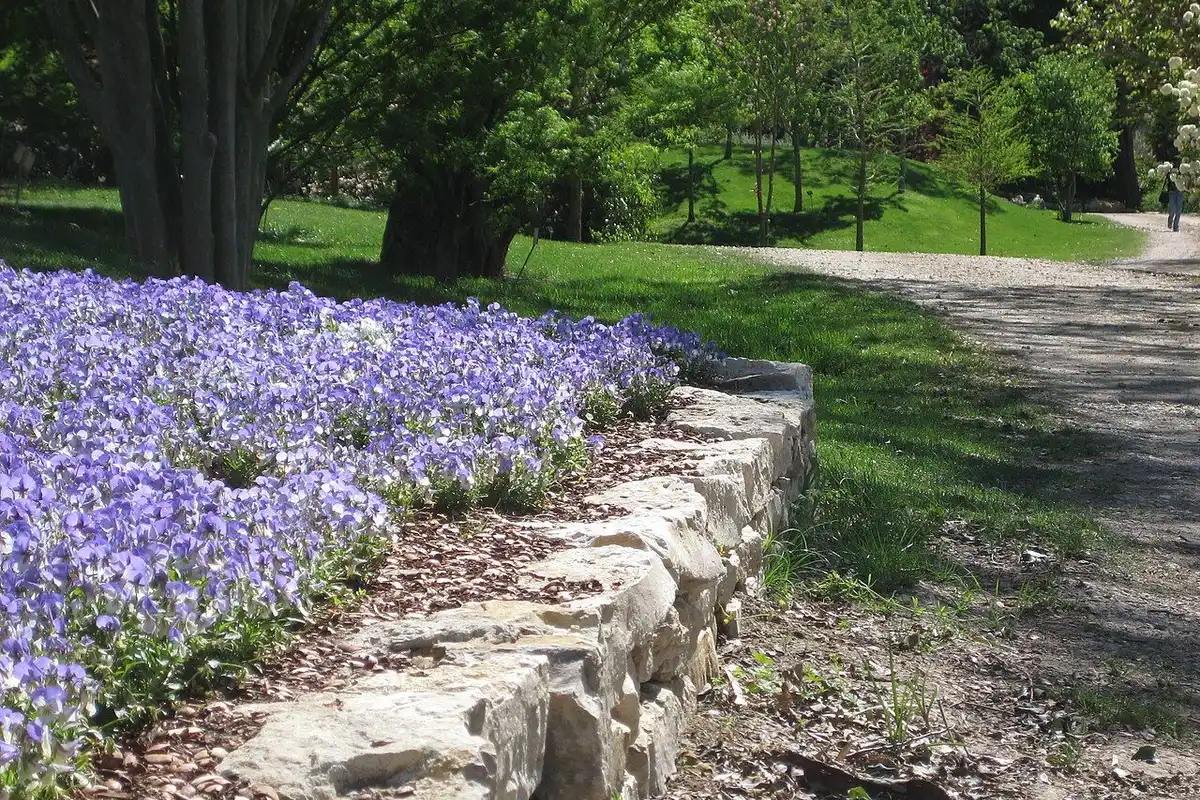 A garden path at the Dallas Arboretum in spring, with purple flowers along a low stone wall and green lawns beyond.