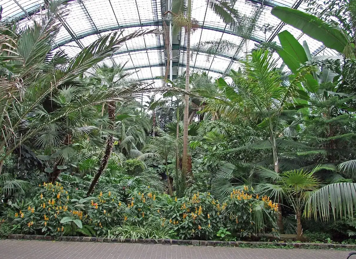 Tall palm trees growing inside the Palm House greenhouse at Frankfurt's Palmengarten.