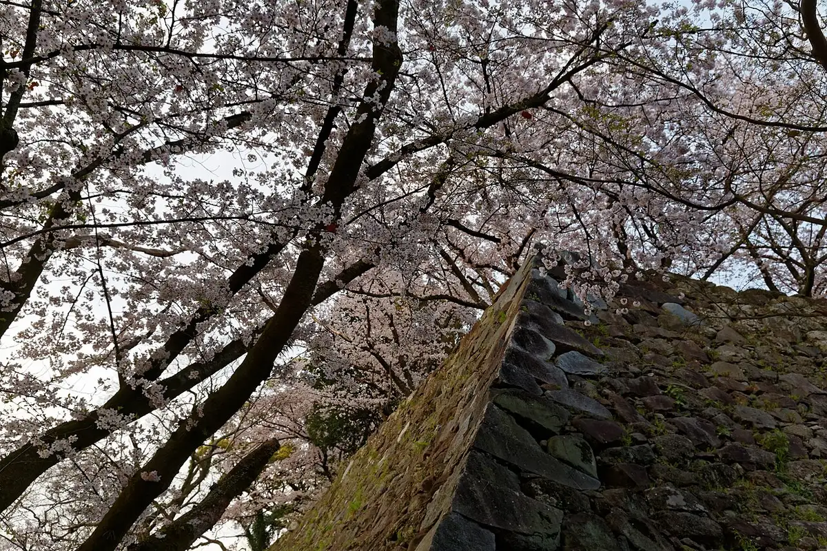 Cherry trees in bloom spreading over the stone walls of the Fukuoka Castle ruins.
