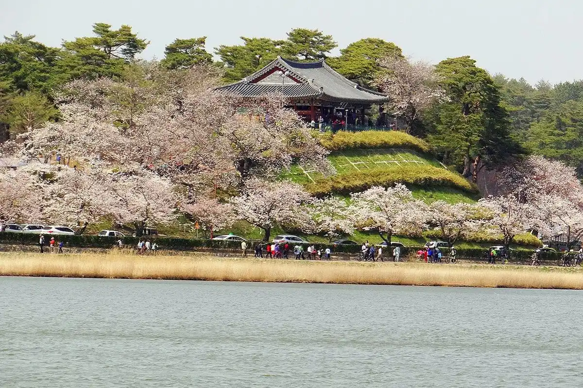 Cherry trees in bloom along Gyeongpo Lake, below Gyeongpodae Pavilion on a pine-covered hill.