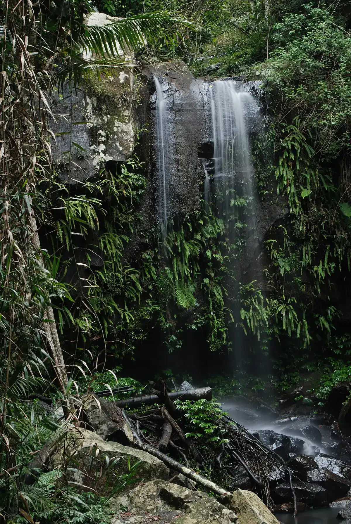 Curtis Falls in the forest of Tamborine Mountain
