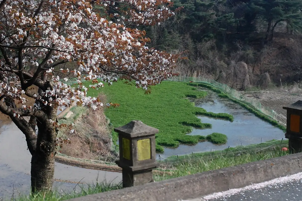 A cherry tree in bloom by the road near Bulguksa, with green fields beyond.