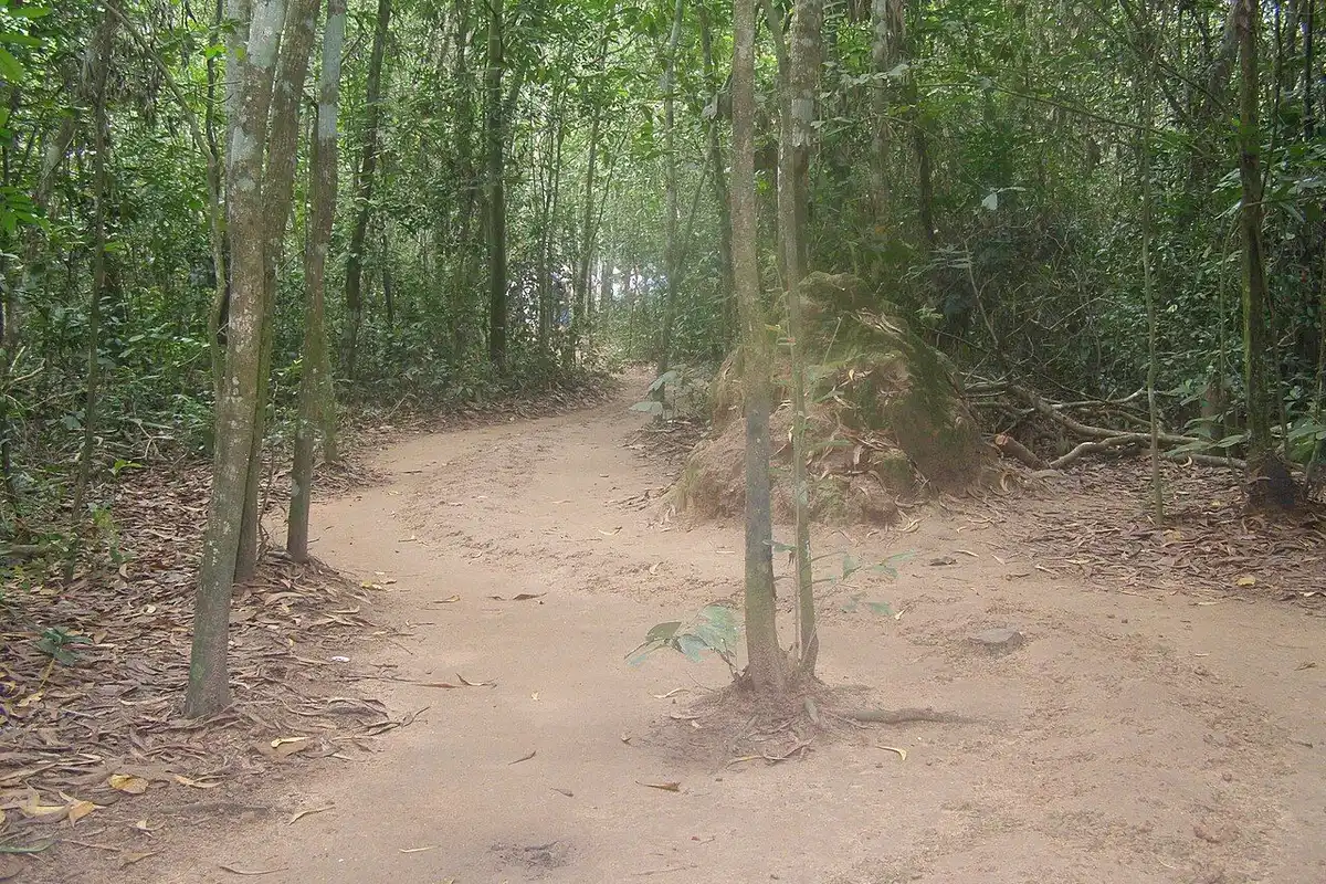 A winding dirt path through the leaf-strewn forest at the Cu Chi Tunnels.