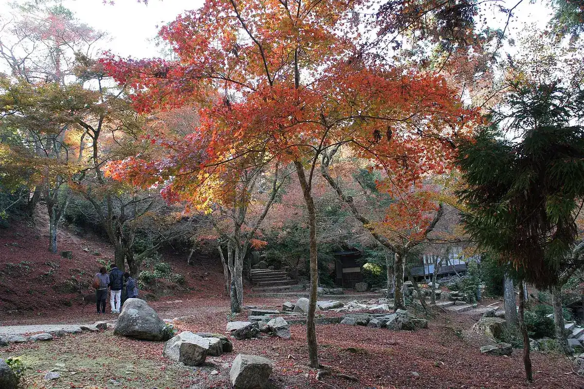 Red and orange maples over rocks and paths in Momijidani, Miyajima.