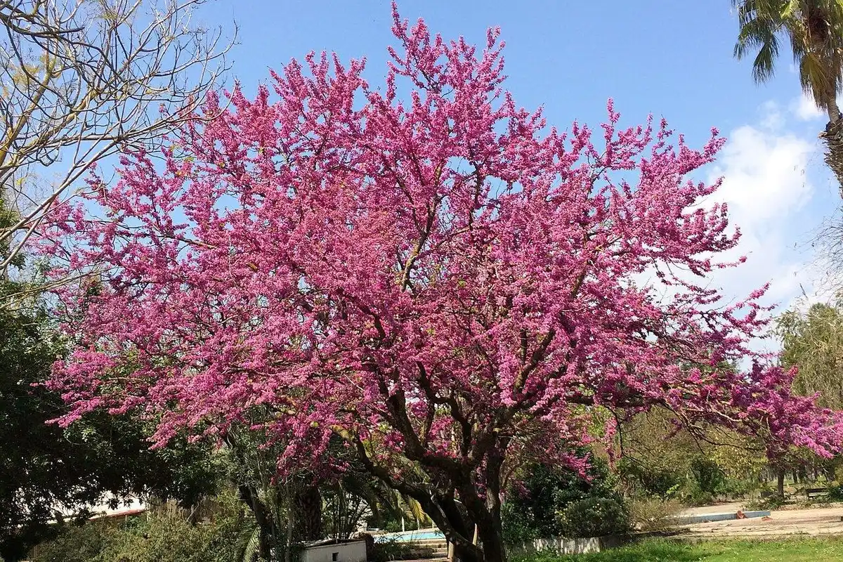 A Judas tree covered in pink blossom beside a footpath under a blue sky.