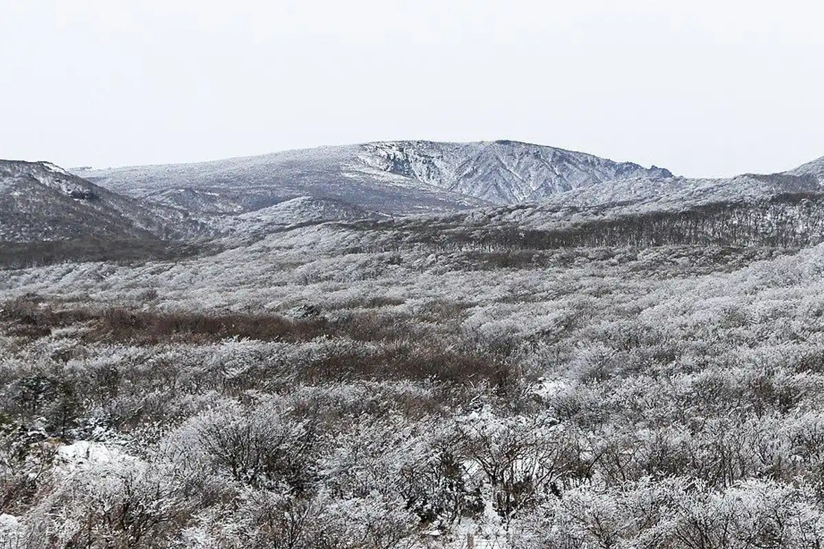 Frost-covered shrubland stretching toward Hallasan's snowy summit ridges.