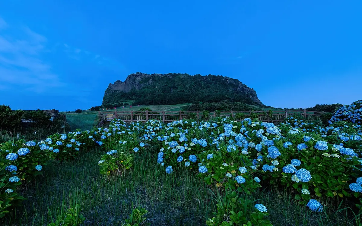Seongsan Ilchulbong seen beyond hydrangea flowers at blue hour