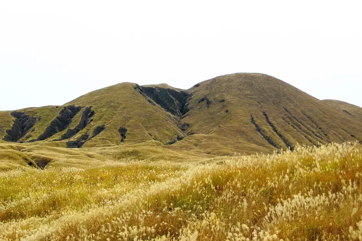 Golden pampas grass in front of Mt. Ojo, one of Aso's peaks.