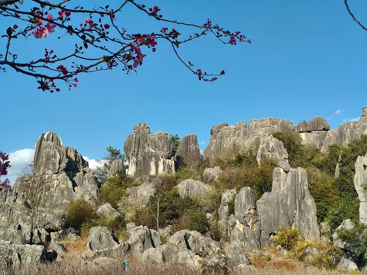 Blade-like limestone peaks in the Stone Forest Scenic Area.