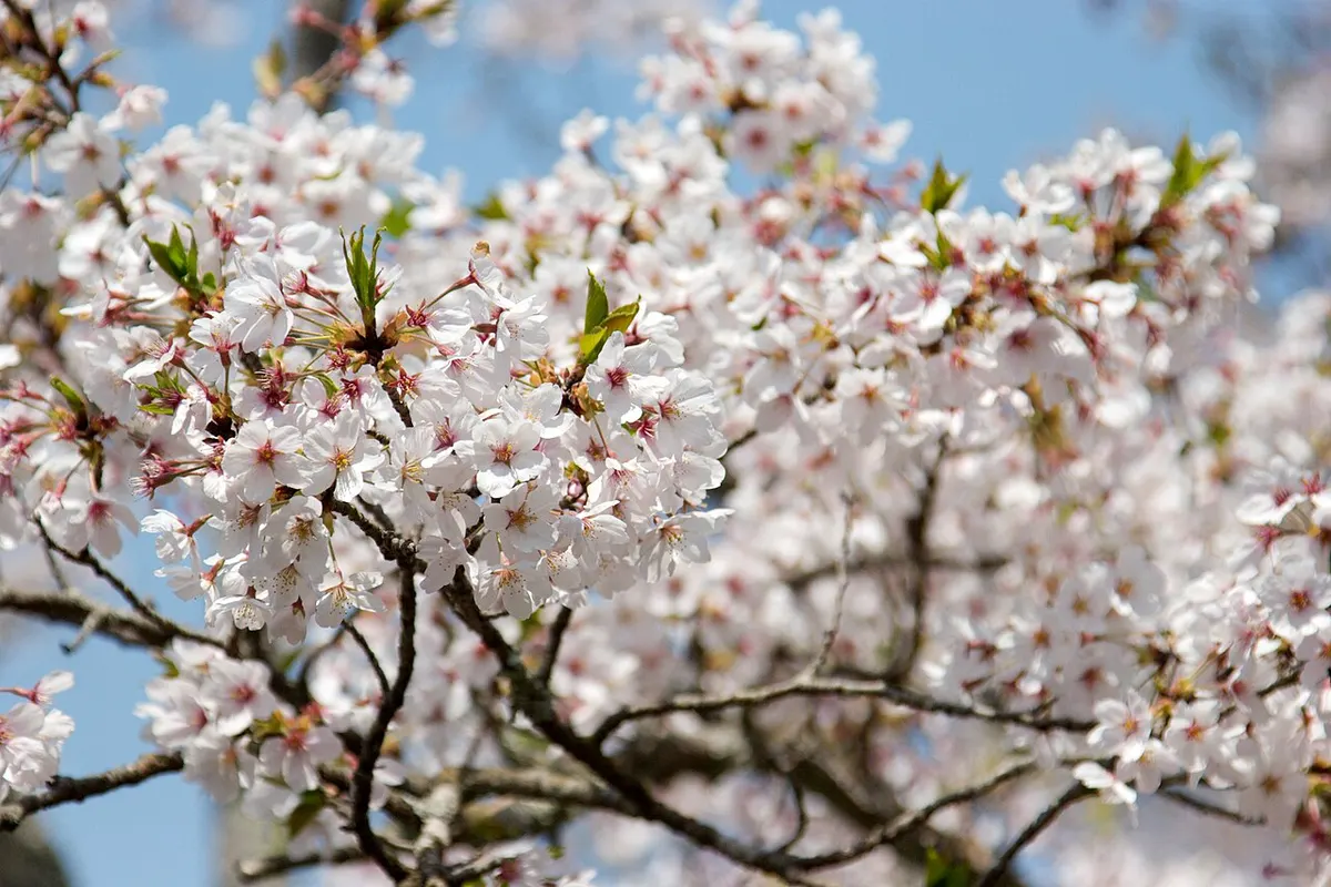 A close view of white cherry blossoms along the Philosopher's Path.