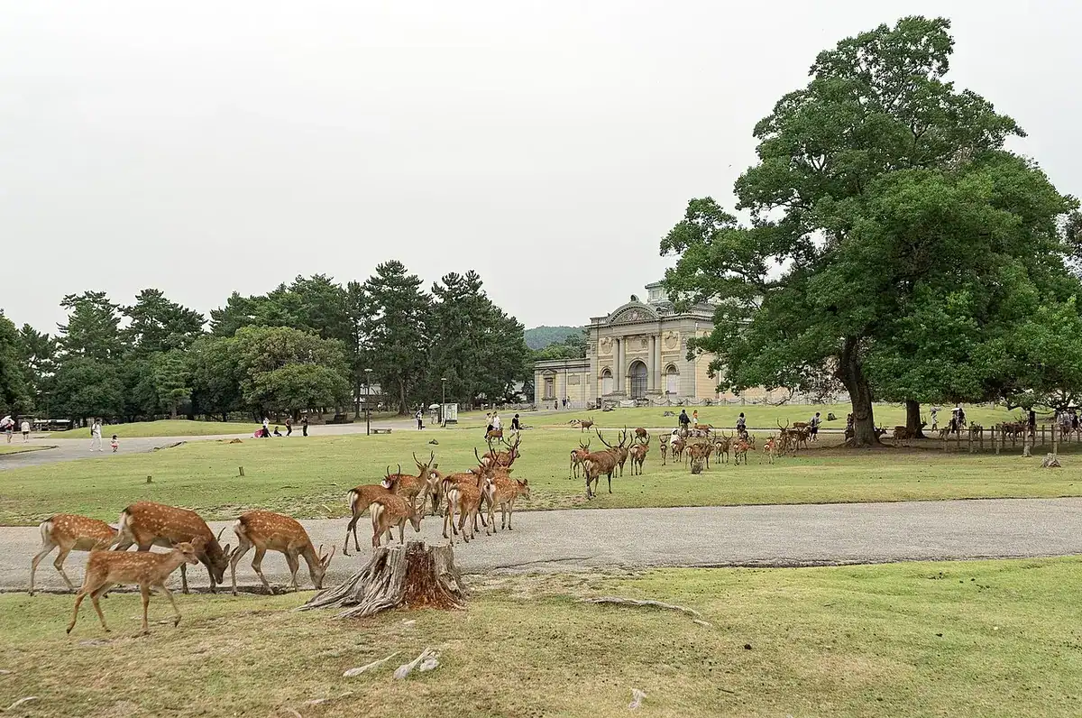 A herd of sika deer grazing on the lawns of Nara Park.