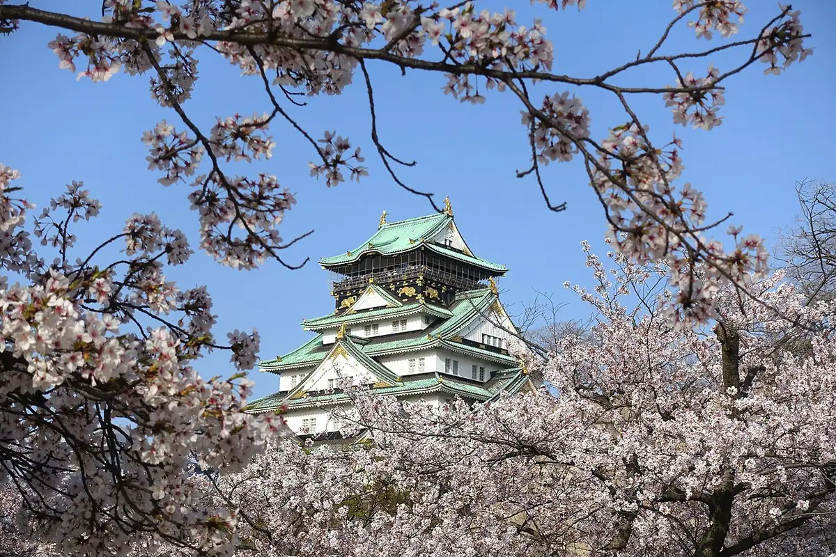 The main keep of Osaka Castle seen through cherry blossoms in full bloom.