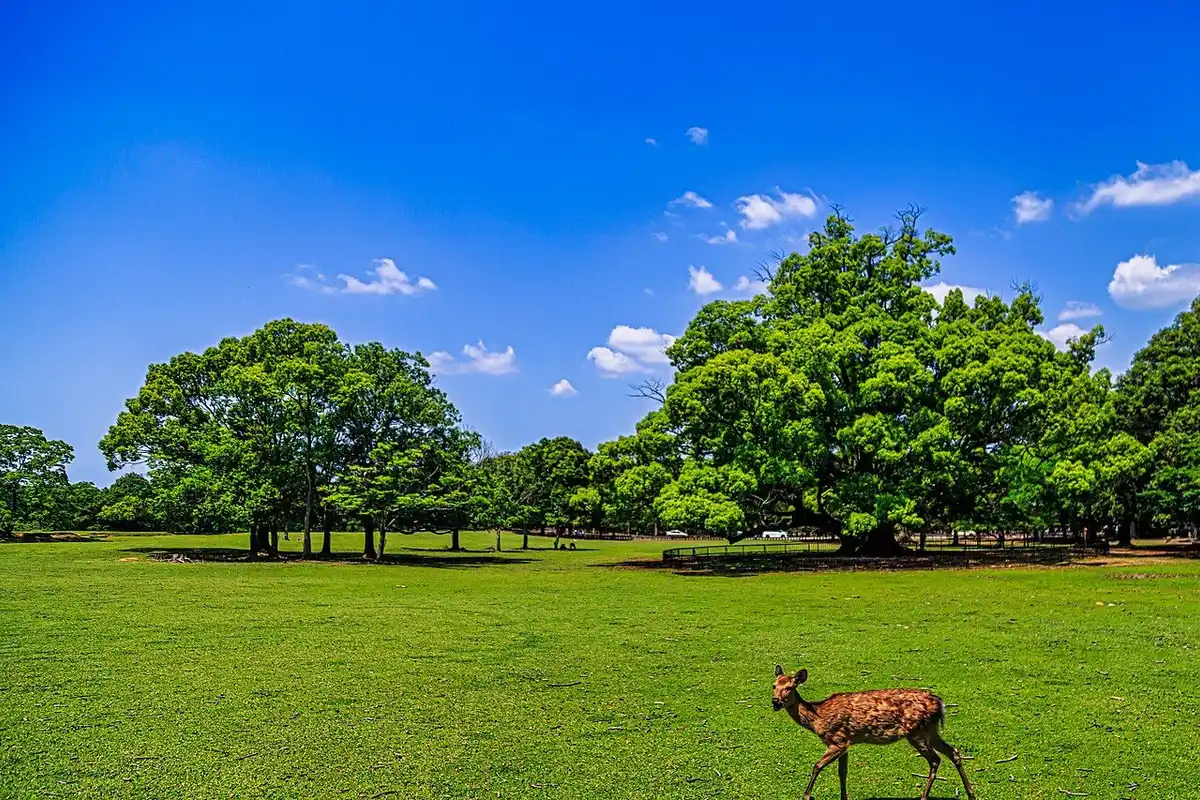 A wide lawn with large trees under a blue sky, and a single deer walking in the foreground.