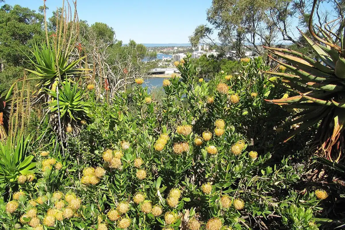 A bush of yellow flowers on the Kings Park hillside, with the Swan River and Perth beyond.