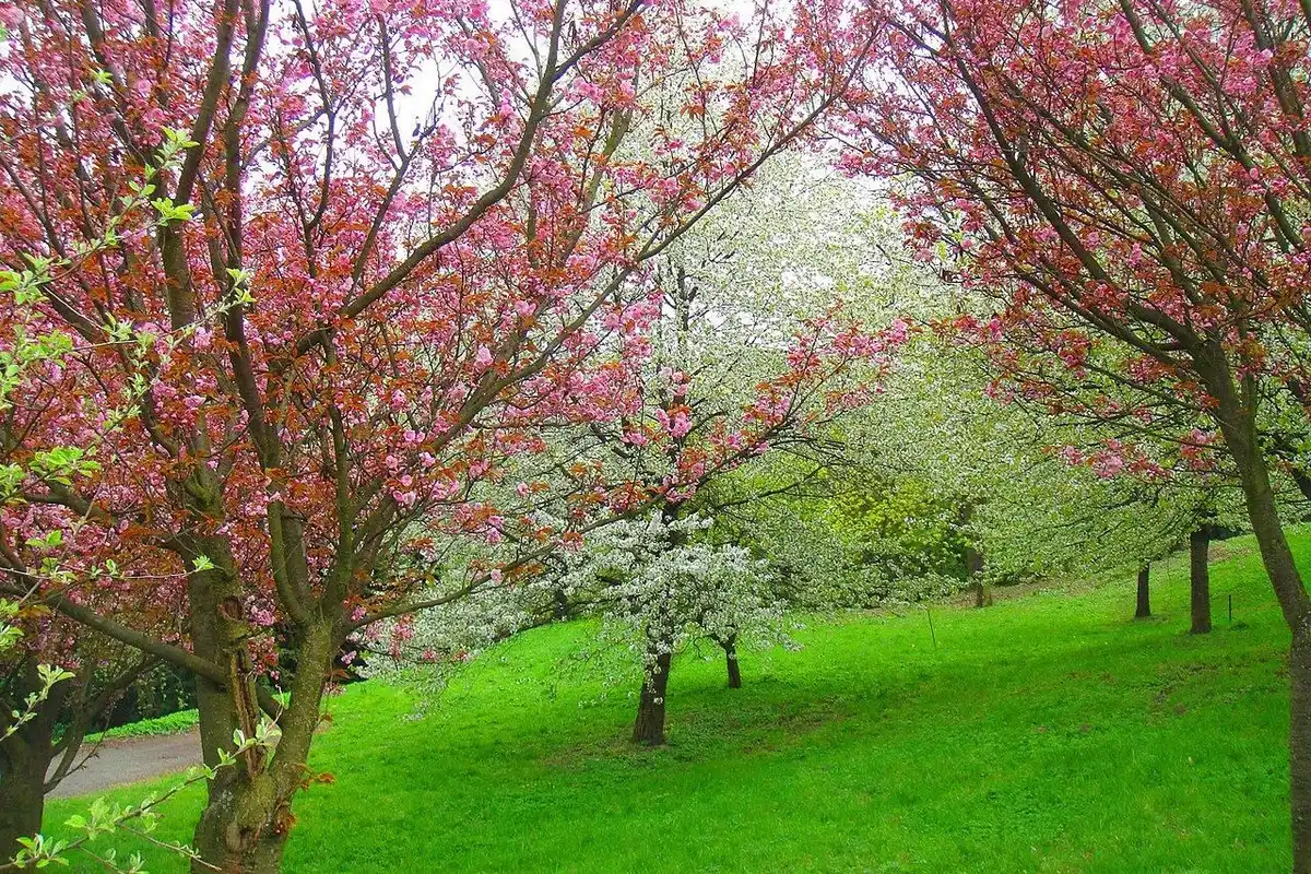 Pink double cherry blossoms and white cherry trees in bloom on a green grassy slope.