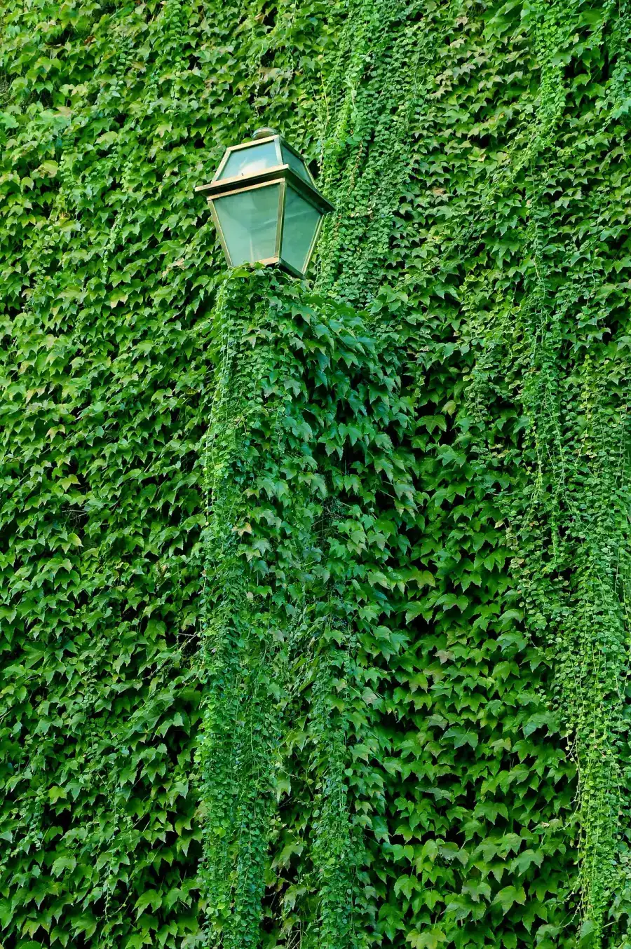 An old street lamp rising from a wall covered in green ivy
