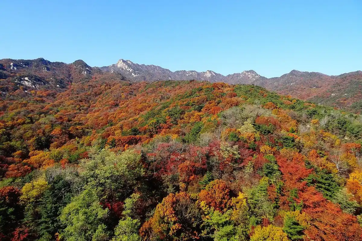 Bukhansan's rocky ridge rising above slopes of red and orange autumn leaves.
