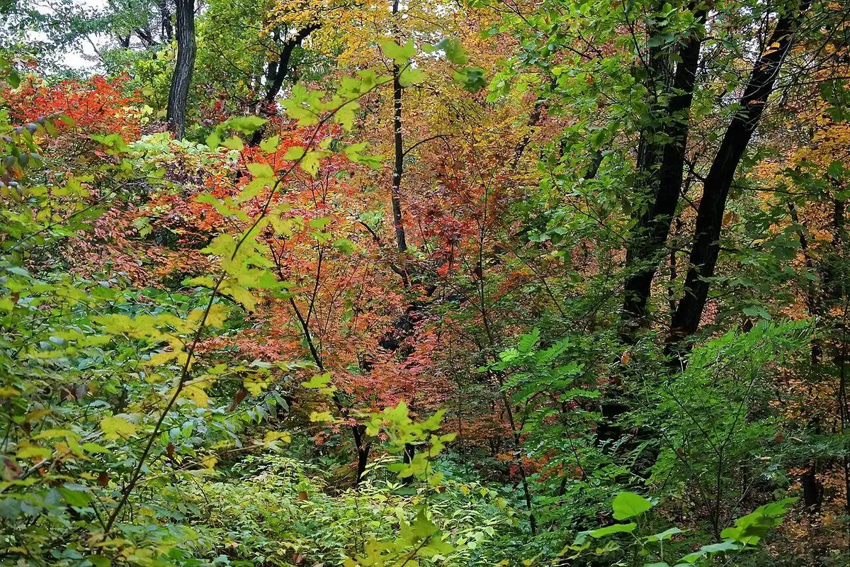 Red and orange autumn maples filling the forest on Namsan.