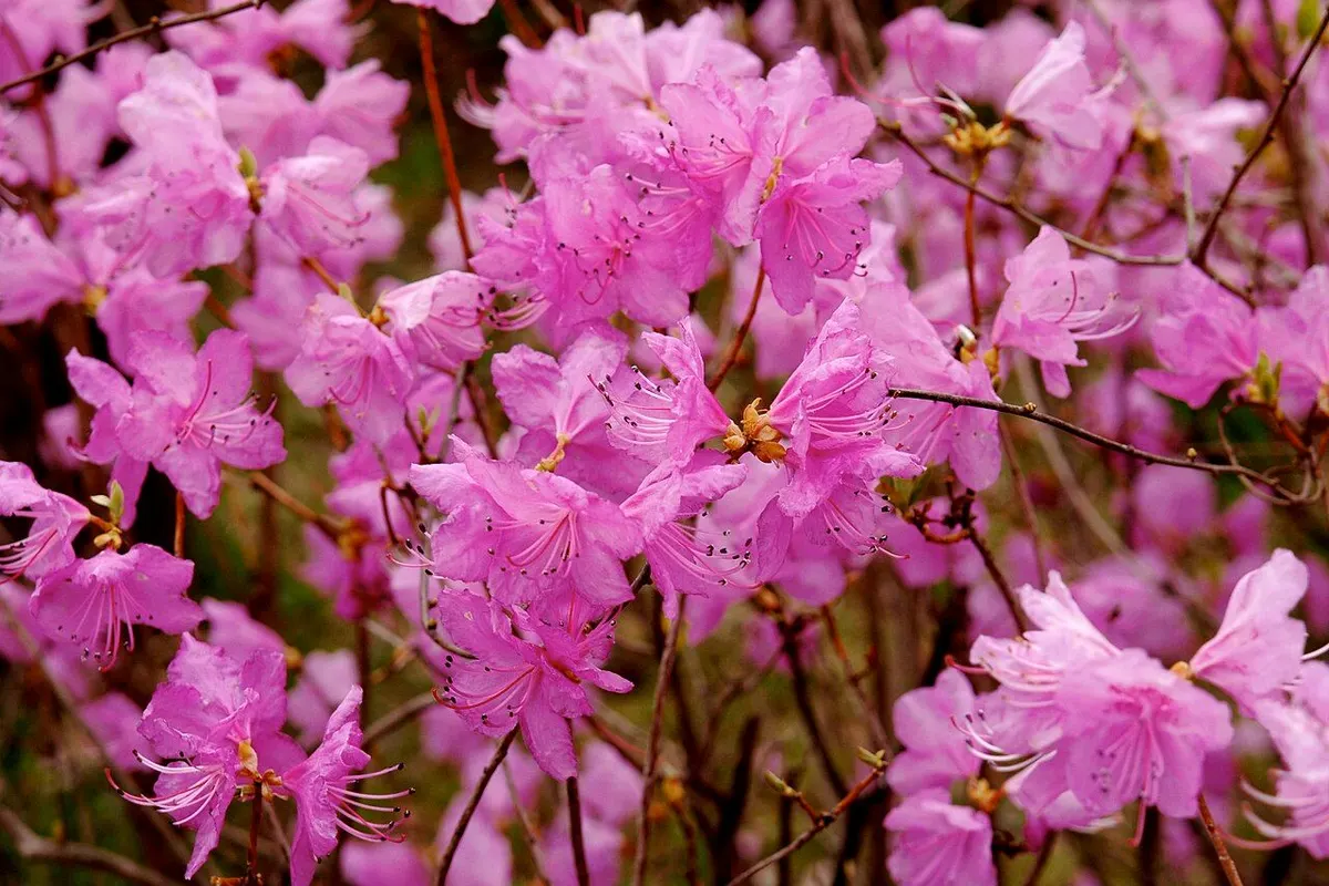 Pink azalea flowers covering thin branches.