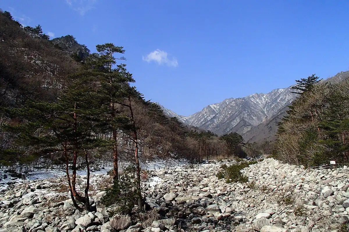 Pines and a boulder-strewn streambed in the Biseondae valley, with lingering snow.