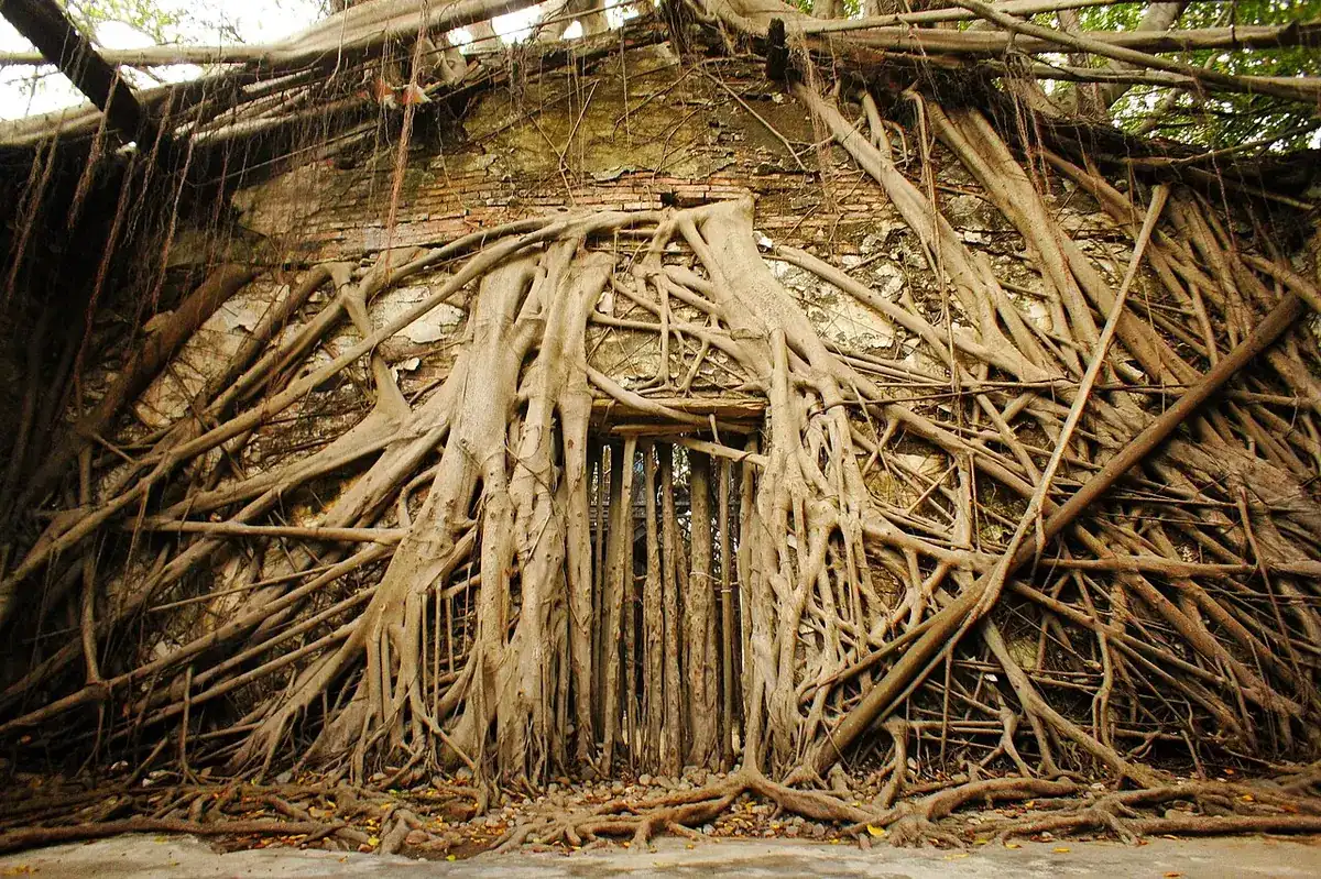 An old warehouse overgrown by the roots of giant banyan trees