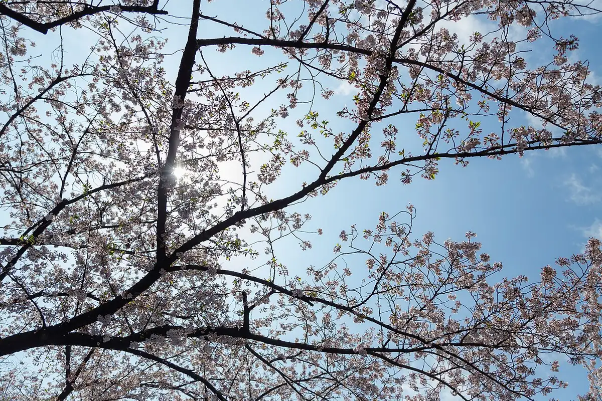 Cherry blossoms in full bloom on the branches in Ueno Park under a blue sky.