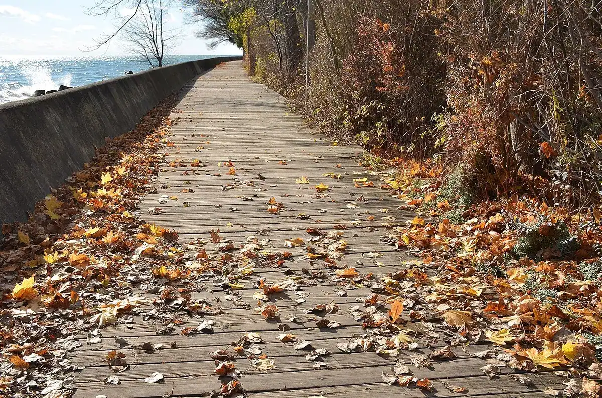 A wooden boardwalk strewn with autumn leaves along Lake Ontario