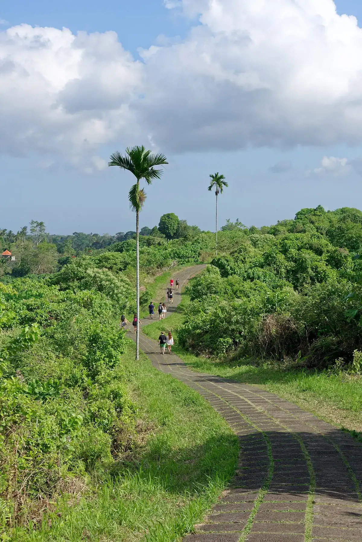 The Campuhan Ridge Walk trail along a grassy ridge