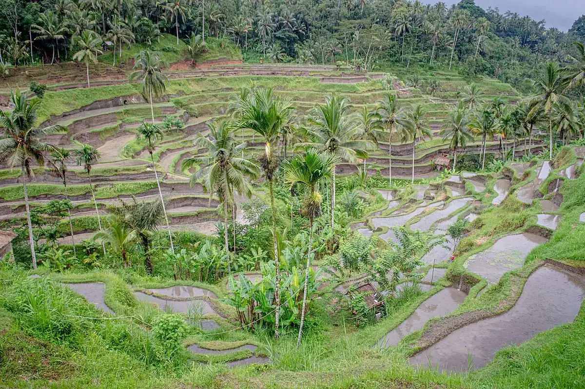 Green rice terraces at Tegallalang