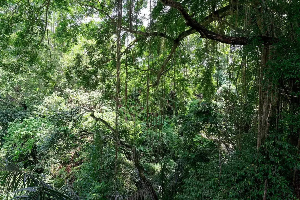 The forest of the Ubud Monkey Forest