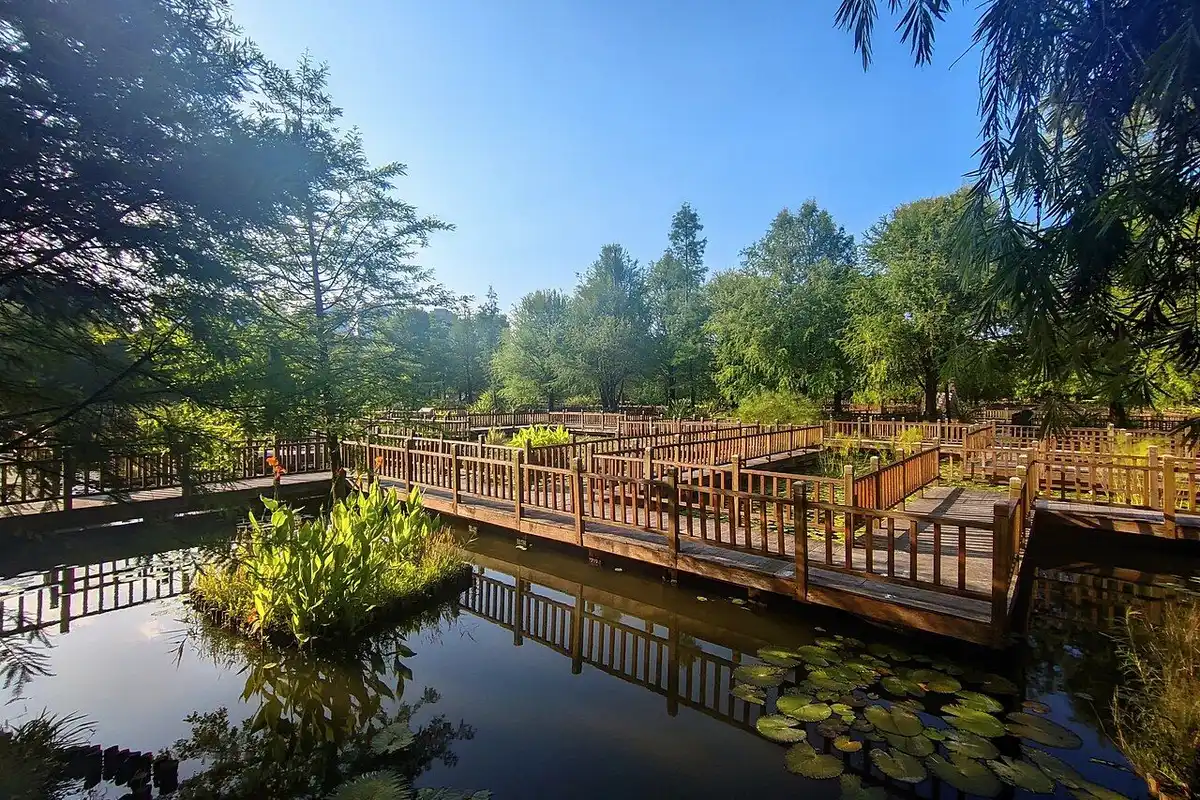 A zigzagging wooden boardwalk over a pond with water lilies, surrounded by green trees.
