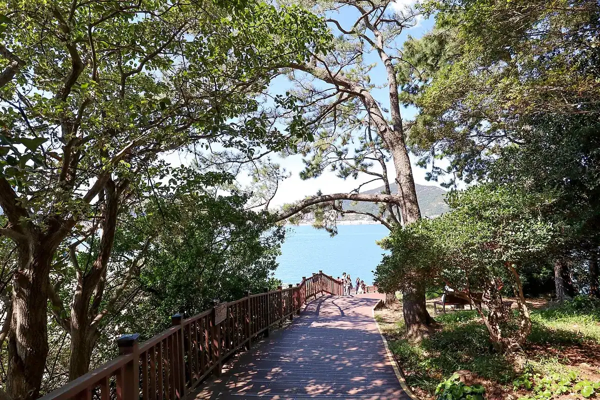 A forest walking trail among the trees on Odongdo Island in Yeosu.