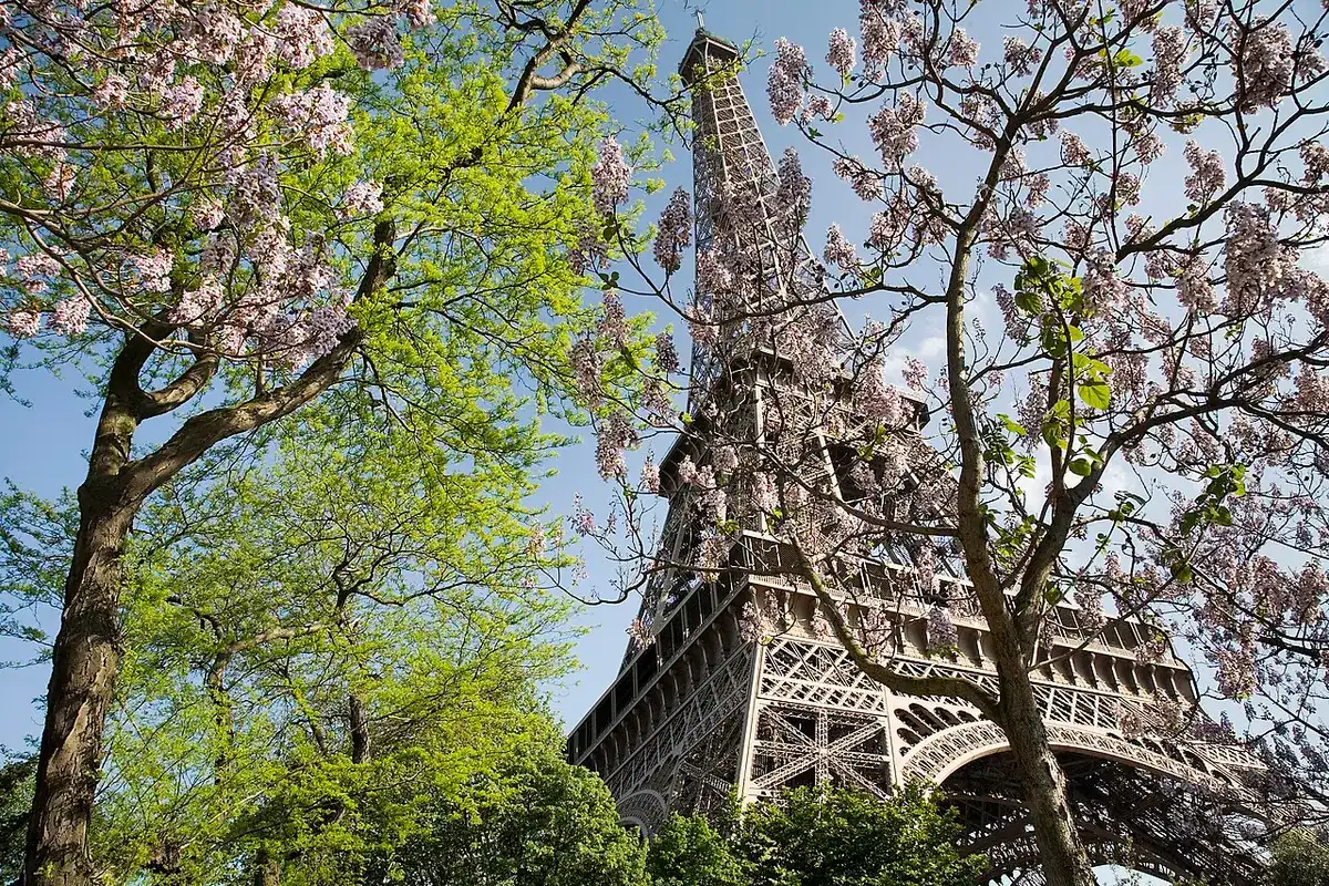 The Eiffel Tower by day, seen beyond trees in spring bloom.