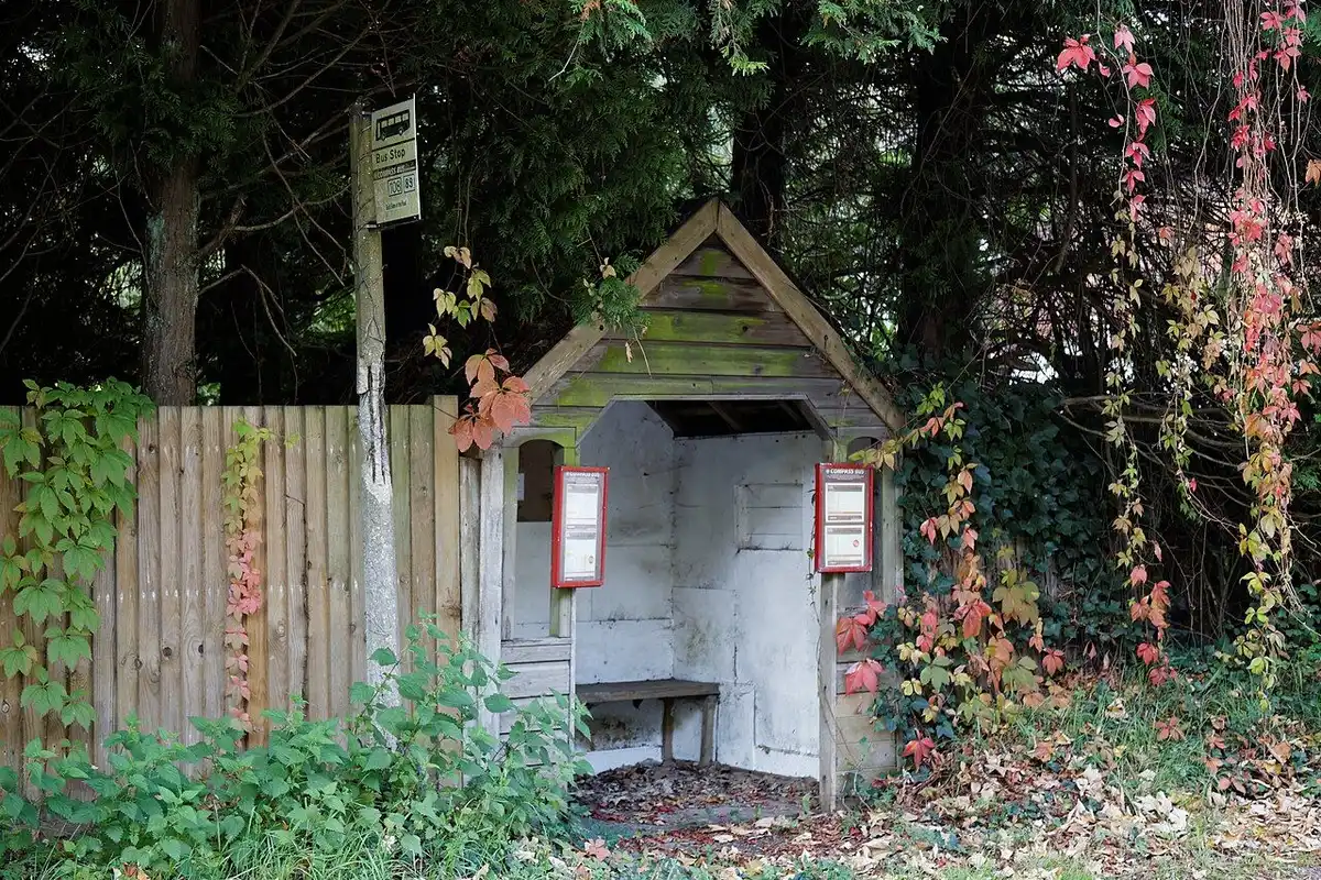 A wooden bus shelter with timetables and a bus stop sign, framed by autumn creeper leaves.